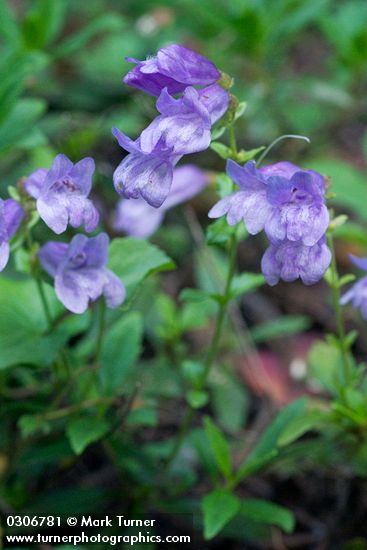 Penstemon cardwellii