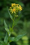 Senecio triangularis