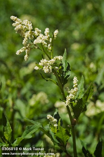 Koenigia phytolaccifolia