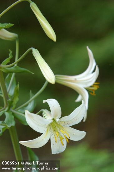 Washington Lily blossoms