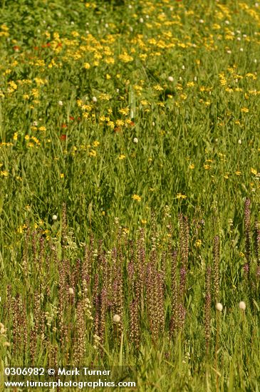 Pedicularis groenlandica