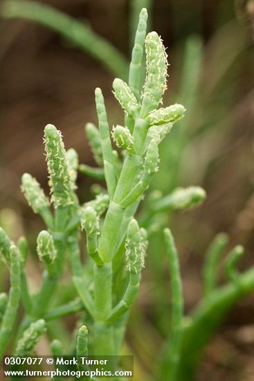 Salicornia pacifica