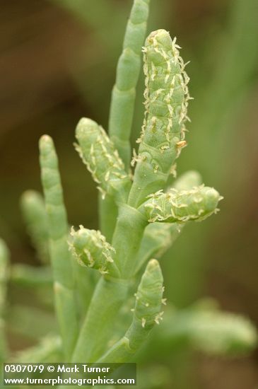 Salicornia pacifica