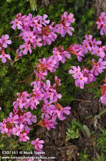Androsace laevigata