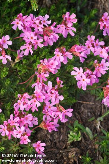 Androsace laevigata
