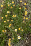 Cut-leaf Daisies