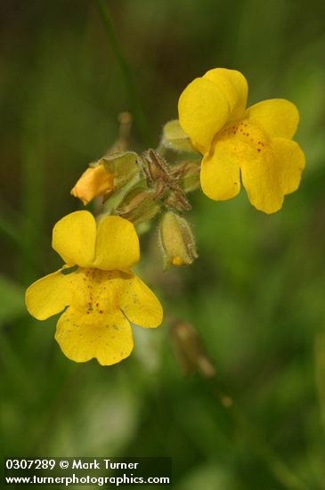 Erythranthe guttata