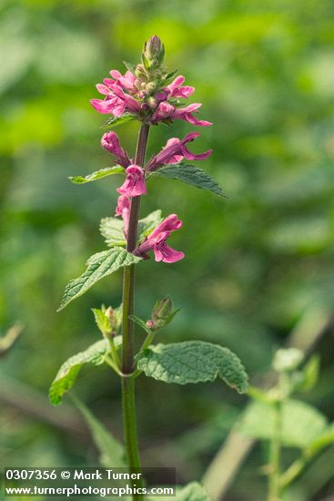 Stachys mexicana