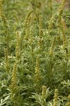 Silver Burweed