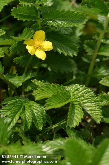 Potentilla anserina ssp. pacifica