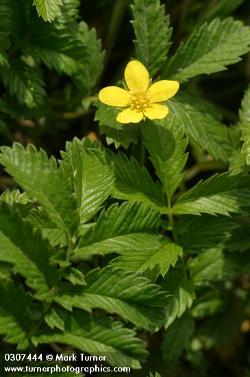 Potentilla anserina ssp. pacifica
