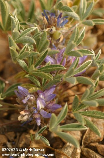 Lupinus lepidus var. lepidus