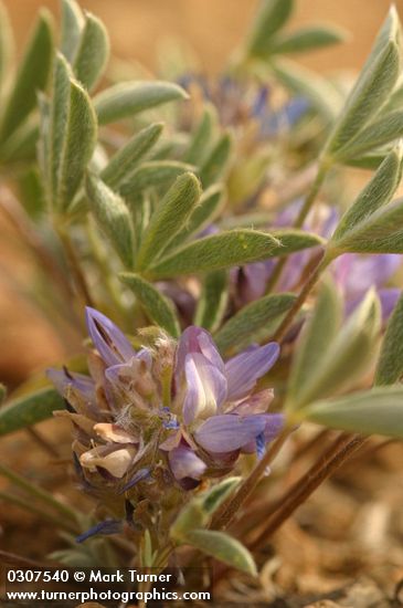 Lupinus lepidus var. lepidus