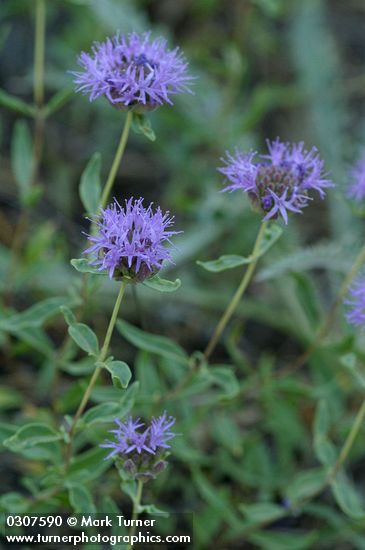 Monardella odoratissima