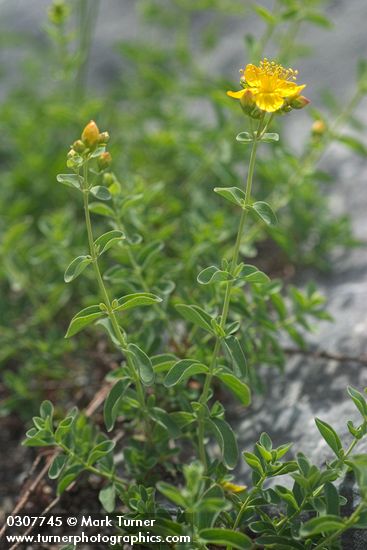 Hypericum scouleri