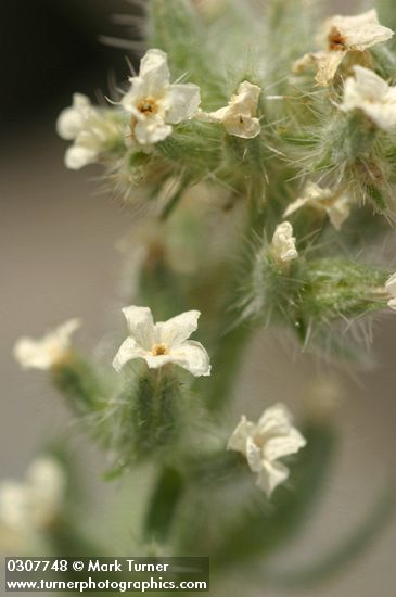 Oreocarya glomerata