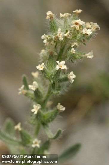 Oreocarya glomerata