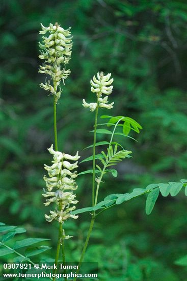 Astragalus canadensis var. mortonii