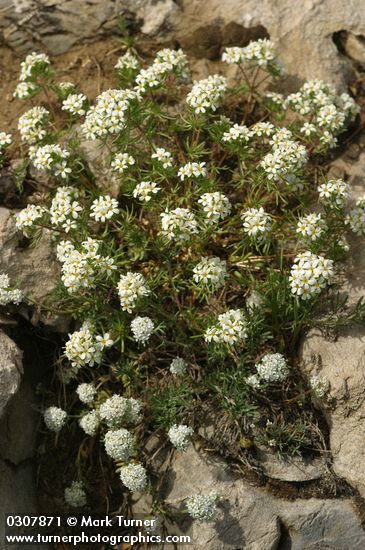Leptosiphon nuttallii