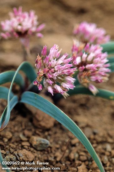 Allium tolmiei