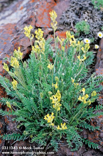 Oxytropis campestris var. spicata