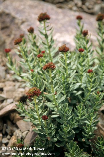 Rhodiola integrifolia ssp. integrifolia