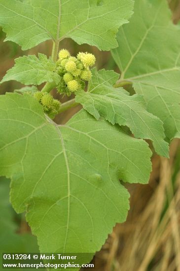 Xanthium orientale