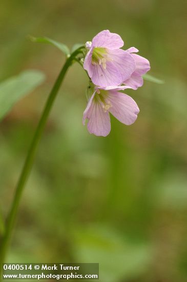 Cardamine nuttallii