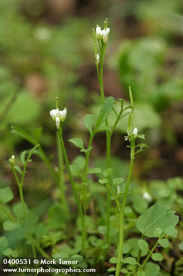 Bitter-cress
