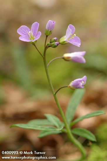 Cardamine nuttallii