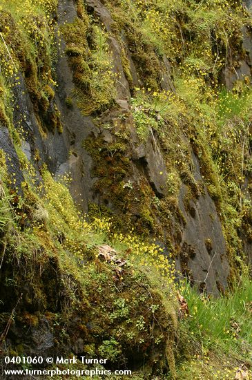 Crocidium multicaule