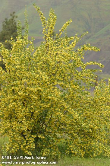 Golden Currant