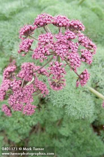Lomatium columbianum