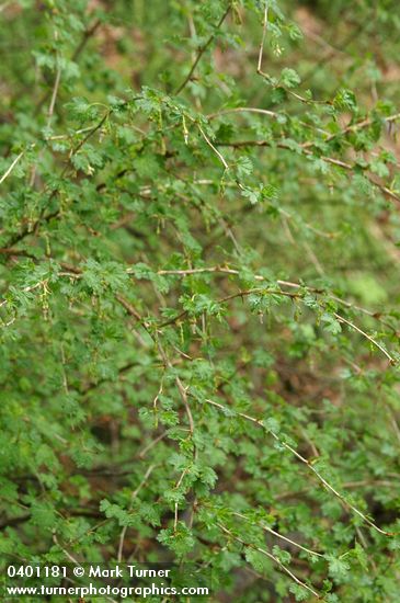 Straggly Gooseberry