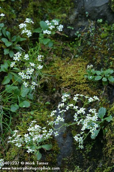 Micranthes occidentalis