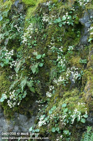 Micranthes occidentalis