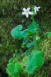 Sitka Mist Maidens