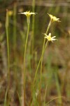 Cut-leaf Microseris