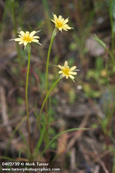 Microseris laciniata