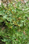 California licorice-root