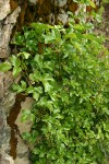 Poison Oak