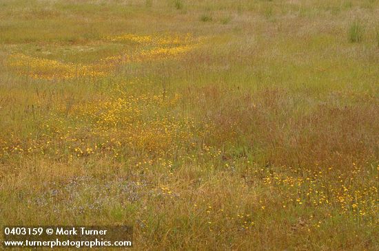 Crocidium multicaule