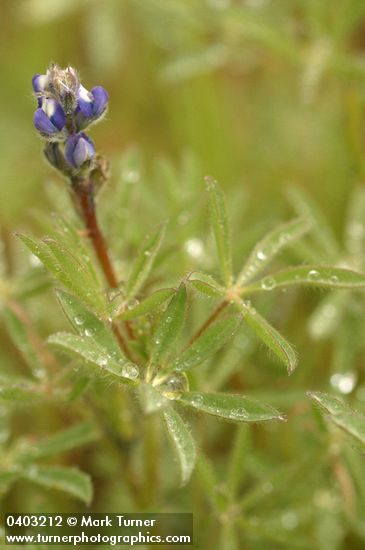 Lupinus bicolor