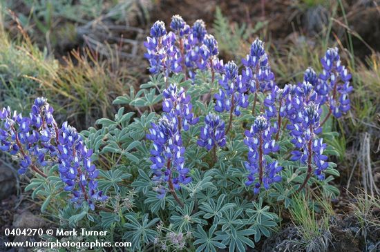 Lupinus saxosus