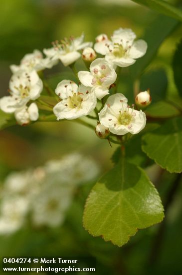 Crataegus douglasii