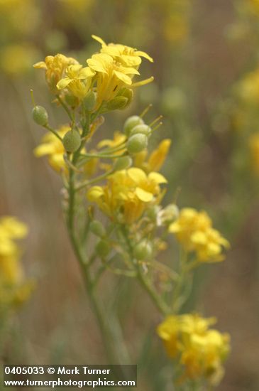 Physaria douglasii