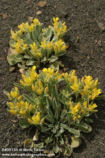 Physaria occidentalis