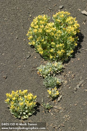 Physaria occidentalis