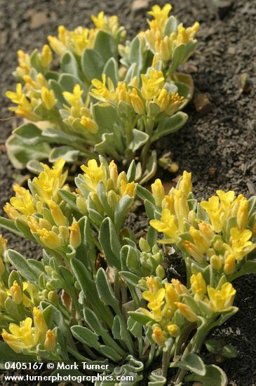 Physaria occidentalis