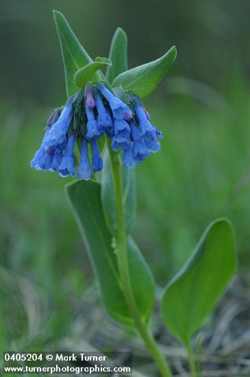 Small Bluebells